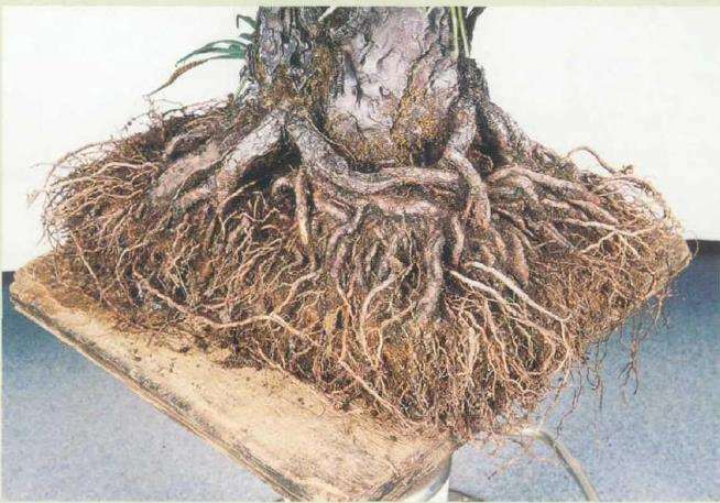 图解 黑松盆景怎么根部移栽的9个步骤