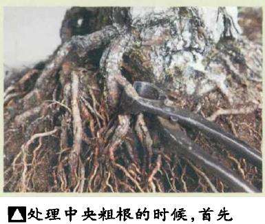 图解 黑松盆景怎么根部移栽的9个步骤