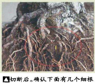 图解 黑松盆景怎么根部移栽的9个步骤