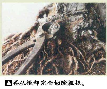 图解 黑松盆景怎么根部移栽的9个步骤