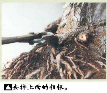 图解 黑松盆景怎么根部移栽的9个步骤