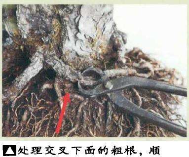 图解 黑松盆景怎么根部移栽的9个步骤