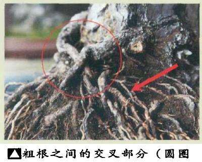 图解 黑松盆景怎么根部移栽的9个步骤