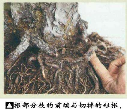 图解 黑松盆景怎么根部移栽的9个步骤