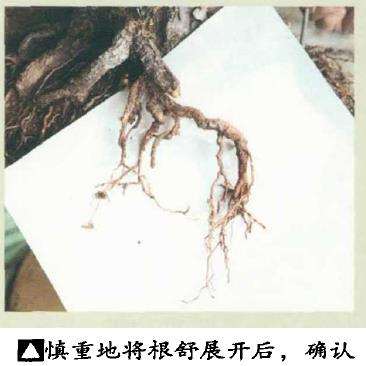图解 黑松盆景怎么根部移栽的9个步骤