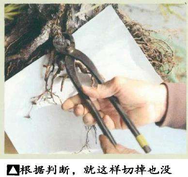 图解 黑松盆景怎么根部移栽的9个步骤