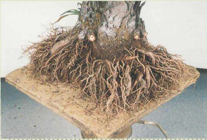 图解 黑松盆景怎么根部移栽的9个步骤