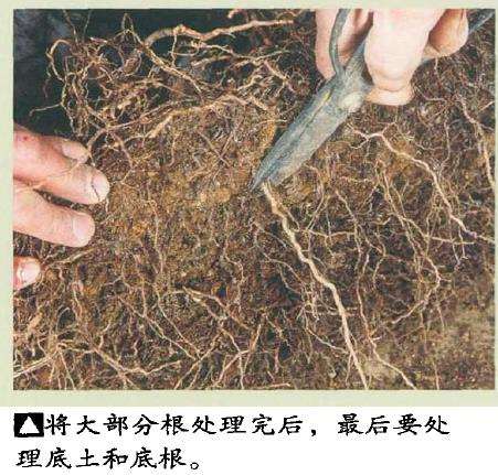 图解 黑松盆景怎么根部移栽的9个步骤