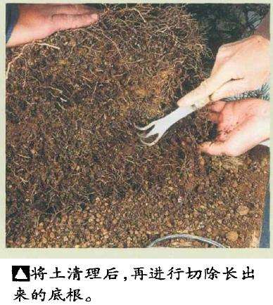 图解 黑松盆景怎么根部移栽的9个步骤