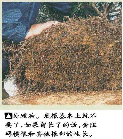 图解 黑松盆景怎么根部移栽的9个步骤