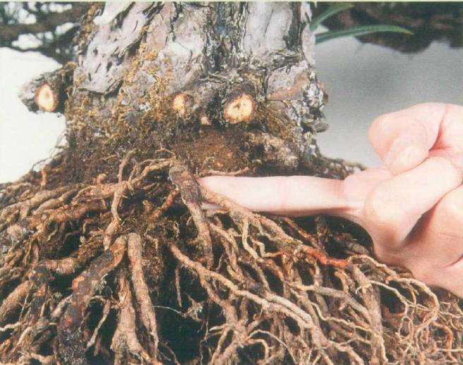 图解 黑松盆景怎么根部移栽的9个步骤