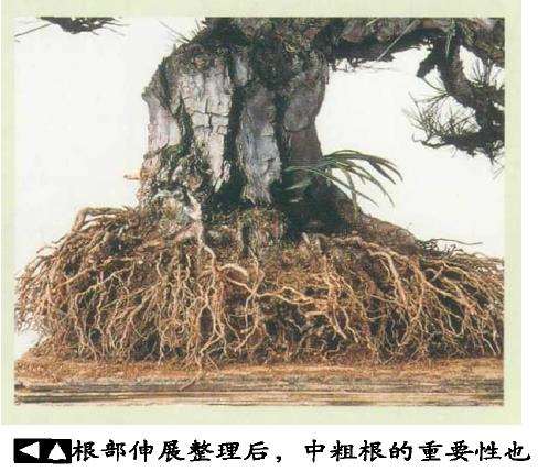 图解 黑松盆景怎么根部移栽的9个步骤