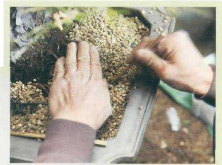 图解 黑松盆景怎么根部移栽的9个步骤