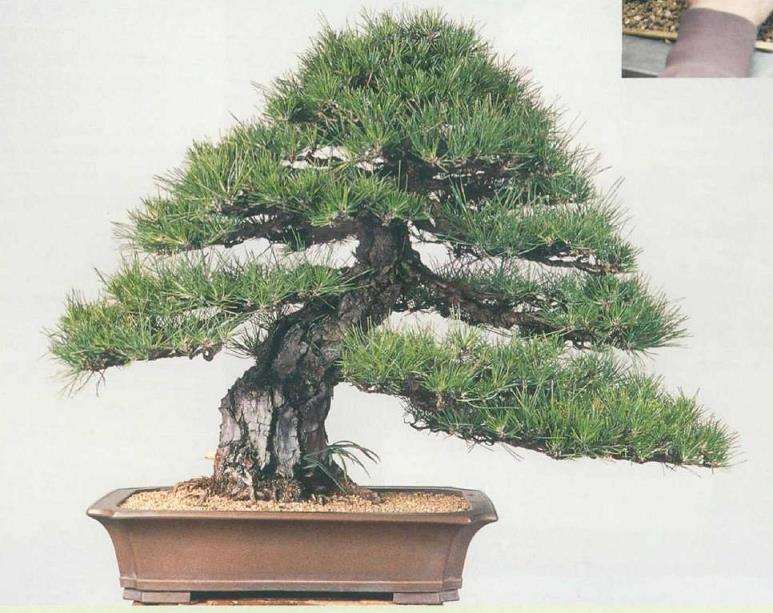 图解 黑松盆景怎么根部移栽的9个步骤