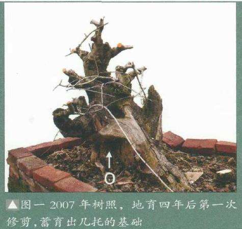 图解 韩学年怎么制作九里香盆景5个过程