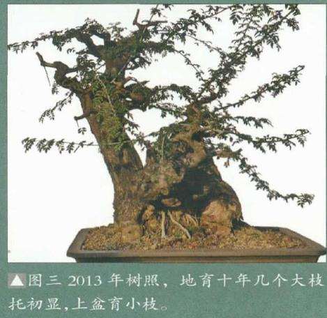 图解 韩学年怎么制作九里香盆景5个过程