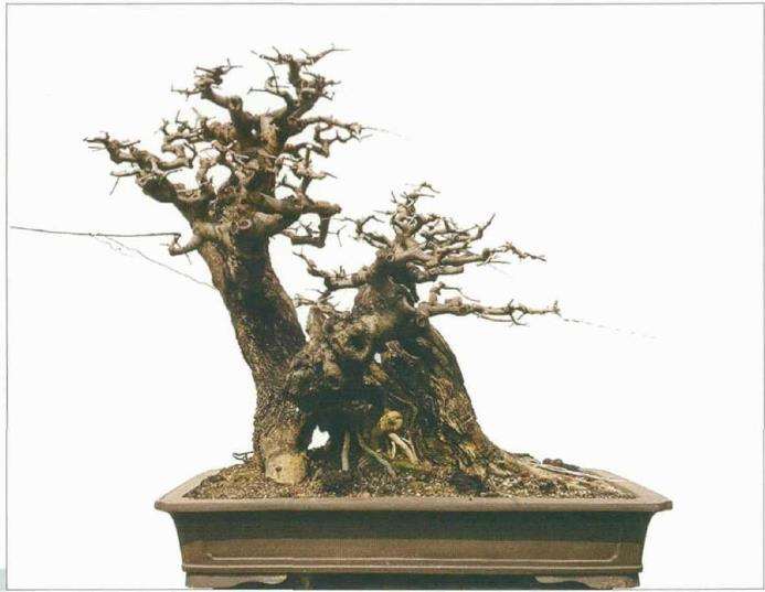 图解 韩学年怎么制作九里香盆景5个过程