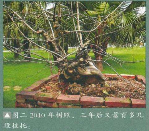 图解 韩学年怎么制作九里香盆景5个过程