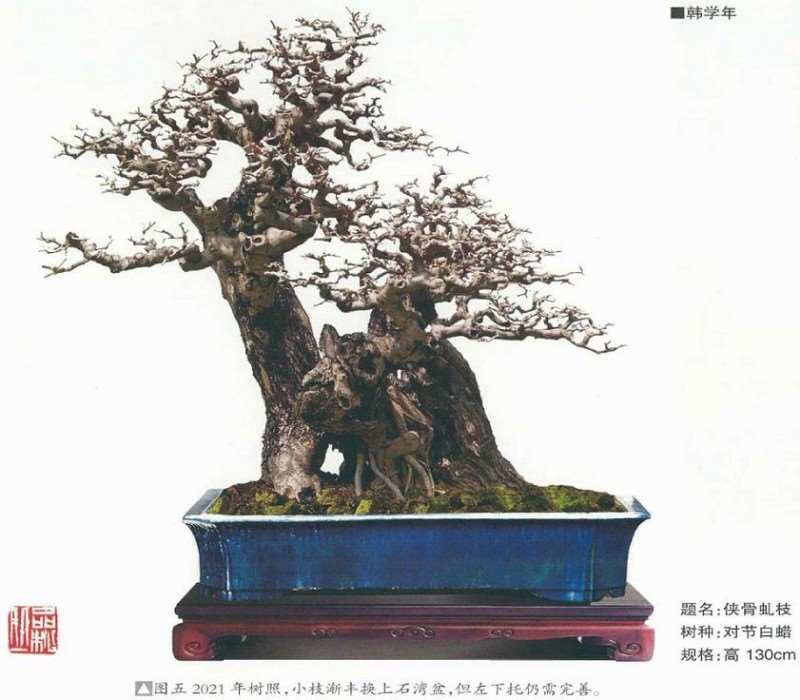 图解 韩学年怎么制作九里香盆景5个过程