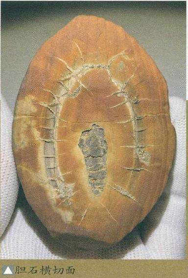 教你怎么分辨真假龟纹石的5个方法 图片2