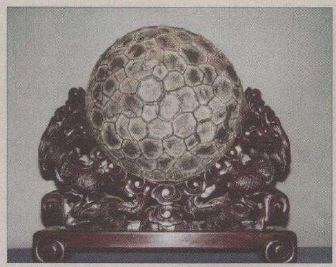 从广西寻得两块龟纹石