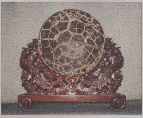 从广西寻得两块龟纹石