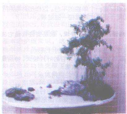 水旱盆景的优秀石种