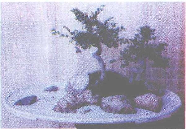 水旱盆景的优秀石种