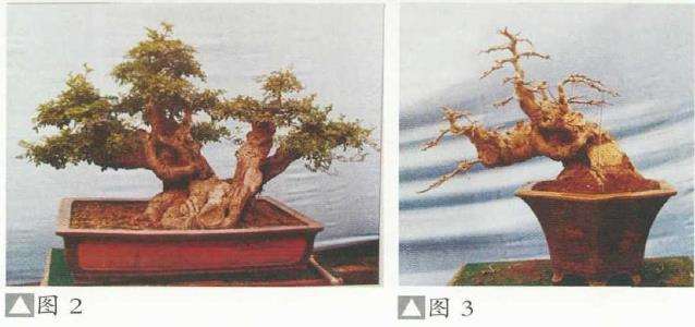 湖北对节白蜡盆景艺术欣赏 图片