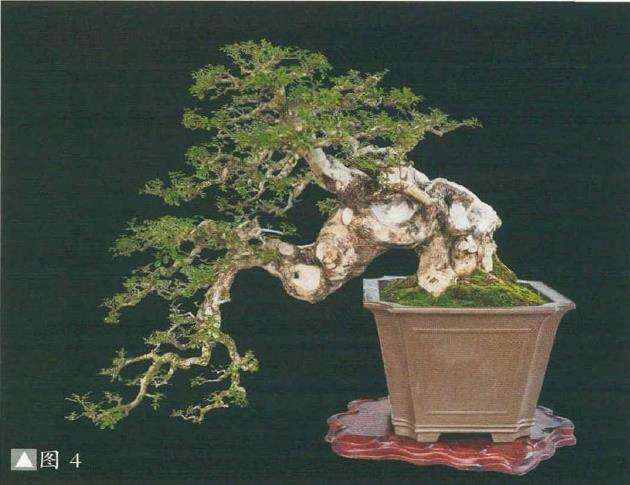 湖北对节白蜡盆景艺术欣赏 图片