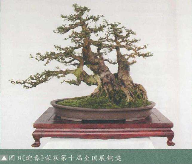 湖北对节白蜡盆景艺术欣赏 图片
