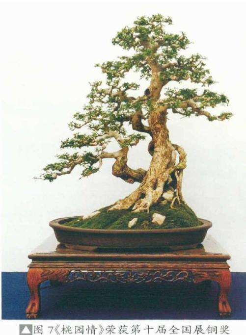 湖北对节白蜡盆景艺术欣赏 图片