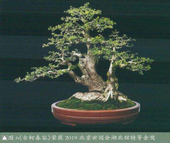 湖北对节白蜡盆景艺术欣赏 图片