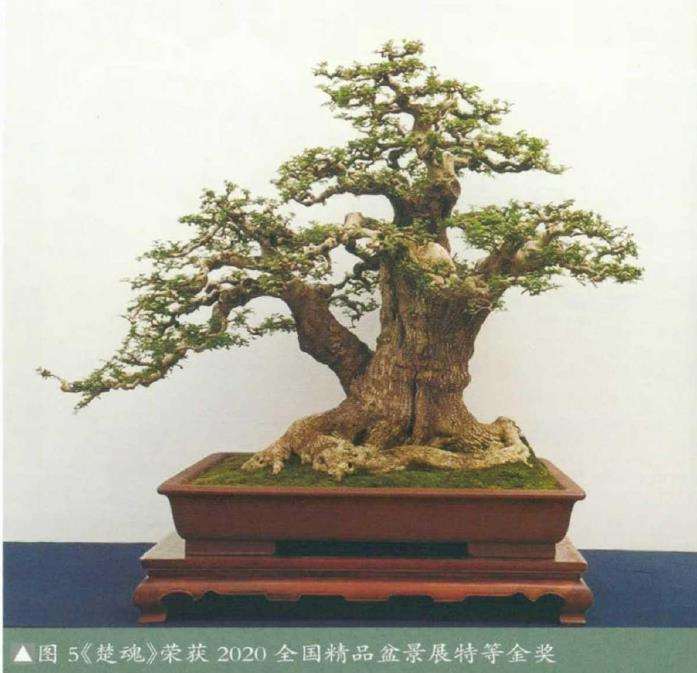 湖北对节白蜡盆景艺术欣赏 图片