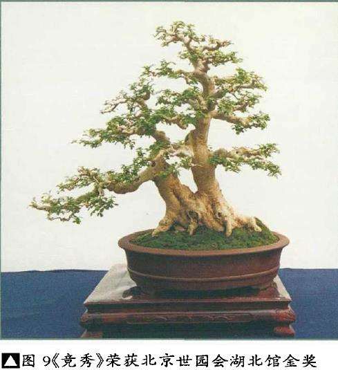 湖北对节白蜡盆景艺术欣赏 图片