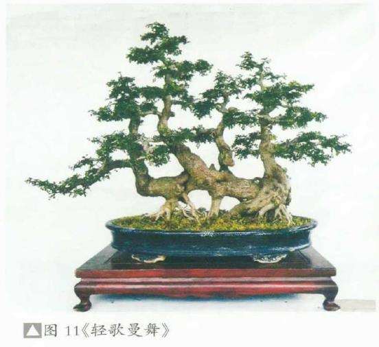 湖北对节白蜡盆景艺术欣赏 图片