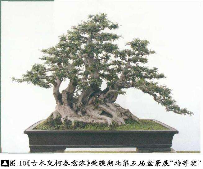 湖北对节白蜡盆景艺术欣赏 图片