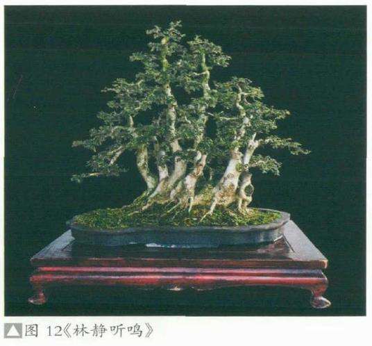 湖北对节白蜡盆景艺术欣赏 图片