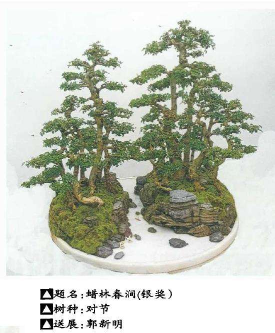 湖北盆景参加2021年第十届花博会