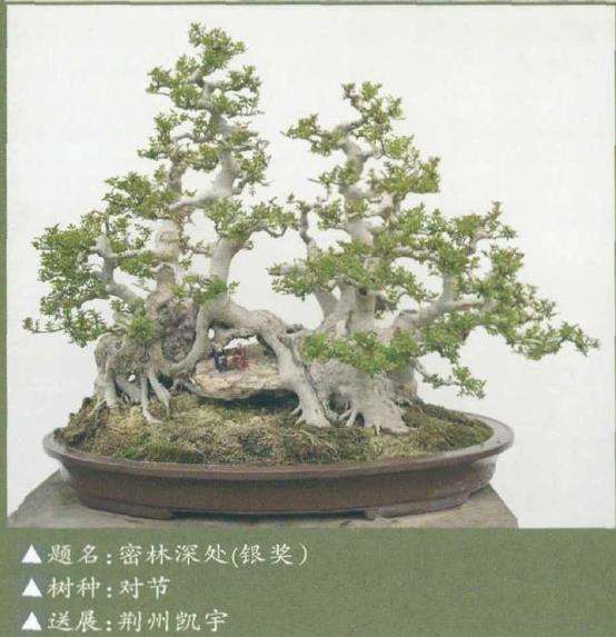 湖北盆景参加2021年第十届花博会