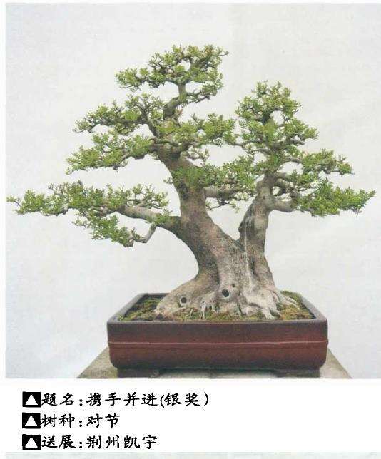 湖北盆景参加2021年第十届花博会