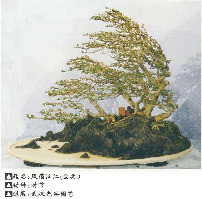 湖北盆景参加2021年第十届花博会