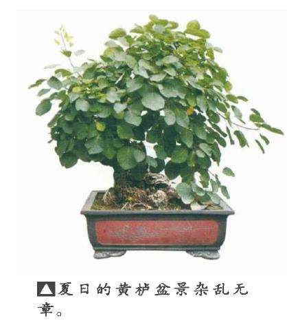 黄栌盆景怎么制作养护