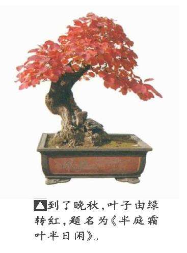 黄栌盆景怎么制作养护