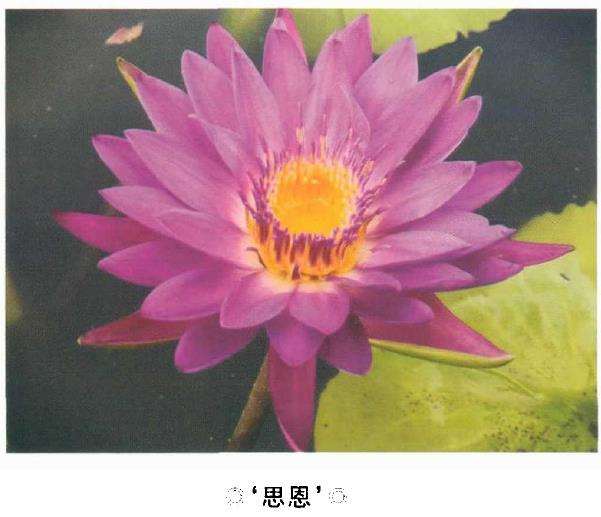 3个茶饮睡莲新品种 图片