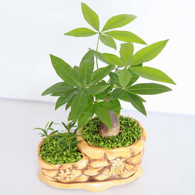 小盆花整体价格相对稳定