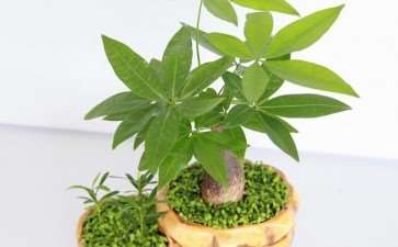 2019年小盆花整体价格相对稳定