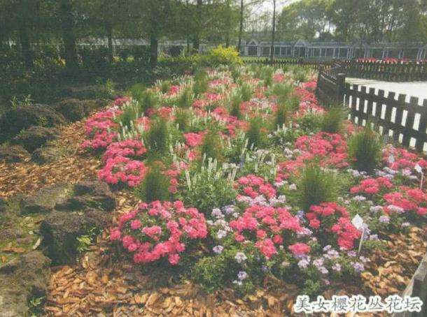 美女樱常见的繁殖方法以播种