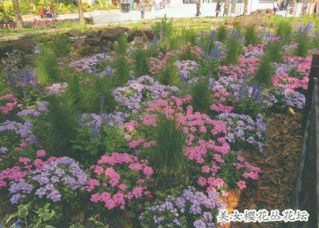 美女樱常见的繁殖方法以播种