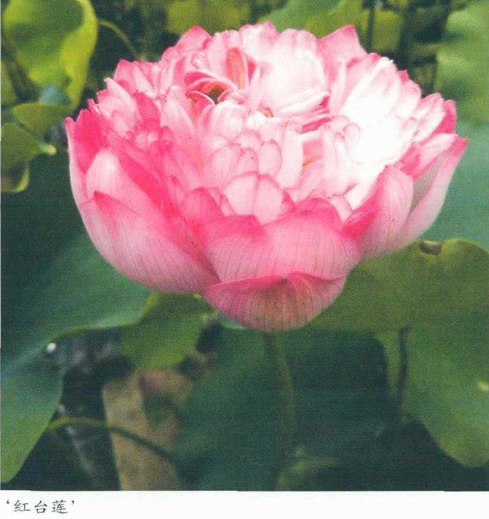 荷花怎么分营的5个步骤